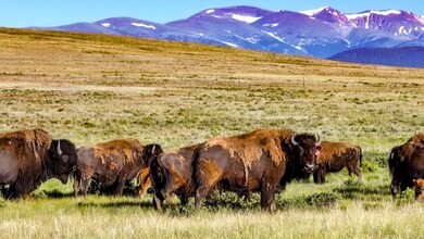 9173 Highway 24, Hartsel, CO 80449 - photo 2