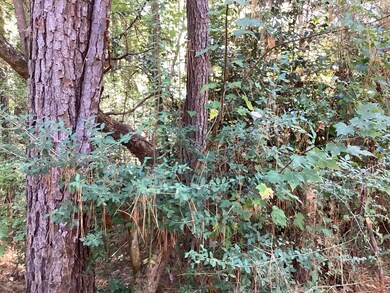 0 County Road 3038, Newton, TX 75966 - photo 4