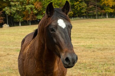 The land is partially four planked fenced for horses.