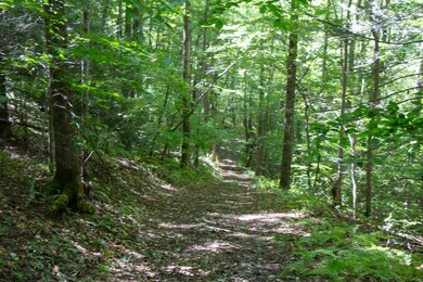 13.37 Acres - Rhymer Road, Damascus, VA
