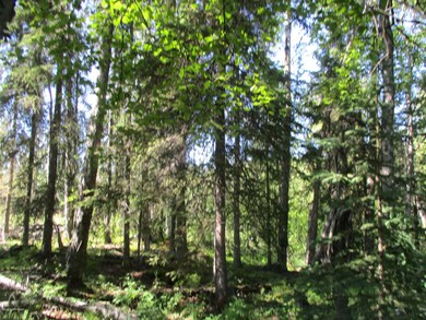 woods