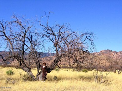 Large Trees!
