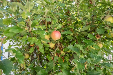 135 Ponderosa Way unit 2, Colfax, CA 95713 - photo 6