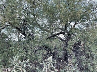One Mesquite tree