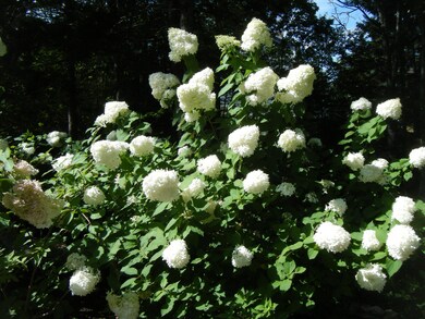 DSCF0102