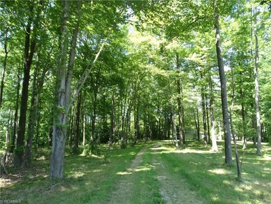 Tree lined driveway
