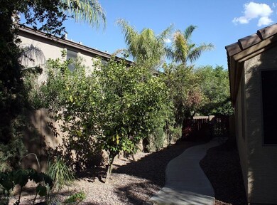 Sideyard with Citrus Trees