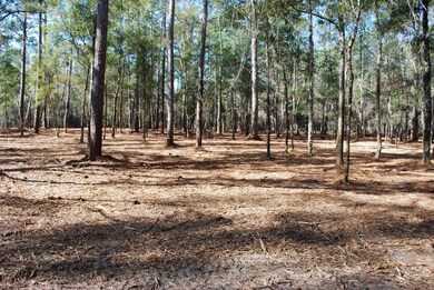 979 Lawhon Mill Rd, Crawfordville, FL 32327 - photo 3