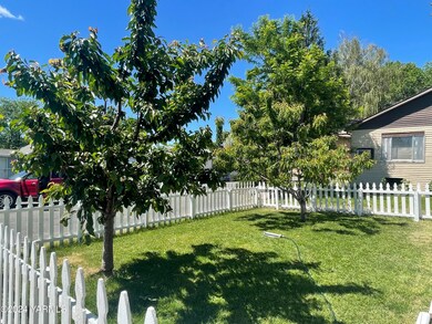 2 Bing Cherry Trees!!!
