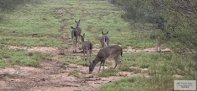 318 Haynes Rd, Zapata, TX 78706 - photo 4