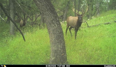 567 Dry Creek Rd, Upton, WY 82723 - photo 7