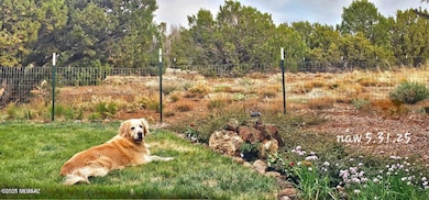 3N - Sweet puppy does not come with the