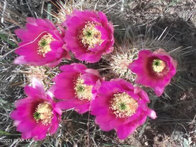 Pretty Cactus Flowers