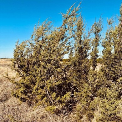 Evergreen cedar trees give the property dimension