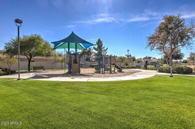 ocotillo 2