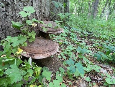 5 Ac Sunrise Rd, Rutland, WI 53575 - photo 6