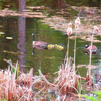 12629 Crane Mountain Rd, Bigfork, MT 59911 - photo 4