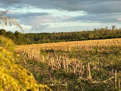 0 Fc Cox Rd, Hemingway, SC 29554 - photo 5