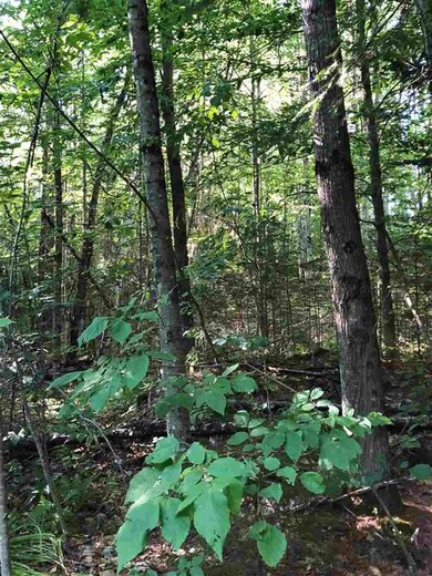 870 Faraway Rd, Dalton, NH 03598 - photo 5