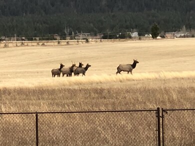 Neighborhood Elk Herd