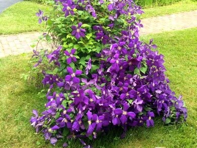 Many perennials on sight.