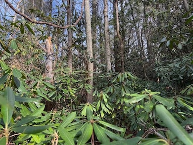 Tbd Joe Poore Rd, Jonas Ridge, NC 28657 - photo 4