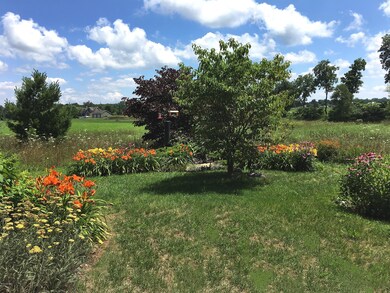 Lilies ornamental trees far view