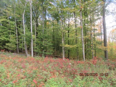 woods