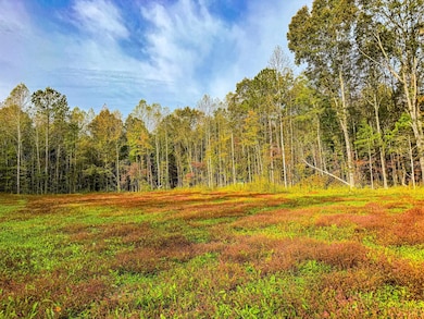 View of wooded area