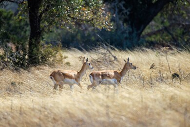 Lot 38 Ridgeline Rd unit 38, Fredericksburg, TX 78624 - photo 5