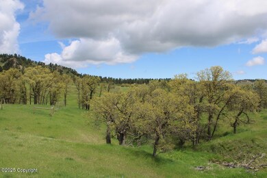 Bur Oak trees along the creek