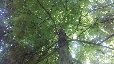 Another view of the majestic shade tree.
