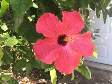 A hibiscus tree greets you on your way to the door