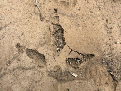 000 Nfw 517, Caddo Gap, AR 71935 - photo 5