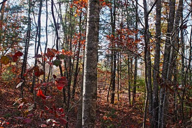 Mostly Wooded
