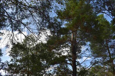 0 Sea Meadows Dr unit 312713, Perry, FL 32348 - photo 4