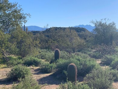 Lush Desert Vegetation