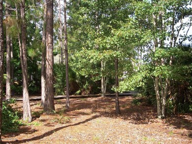 Back Yard 1