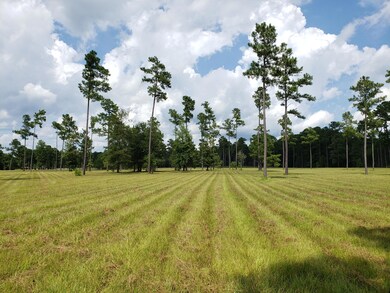established Pasture grass