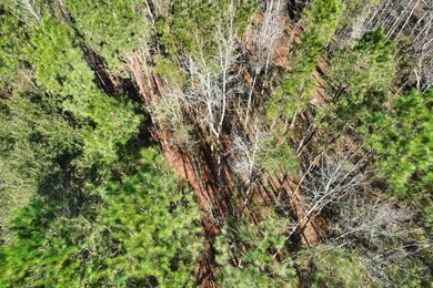 2894 SW Overstreet Ave, Greenville, FL 32331 - photo 2