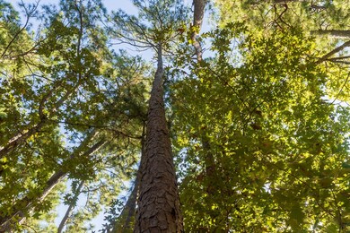 Fm 3173, Westwood, TX 75951 - photo 6