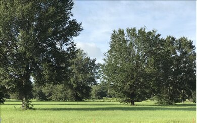 TBD Mandiba Drive Lot 74, Lake City, FL 32024 - photo 2