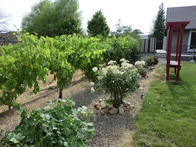 kinene backyard 4