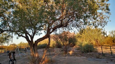 Backyard Foliage