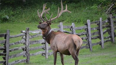 Visit the Elk at Cataloochee Valley in the Great S