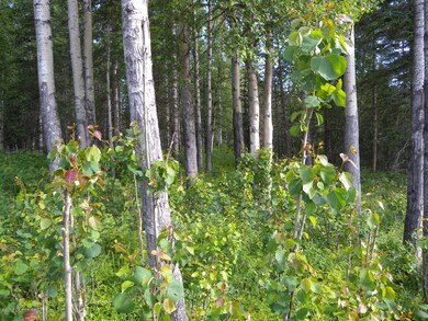Lot view 2