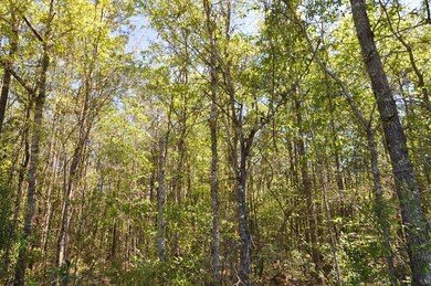 Woods