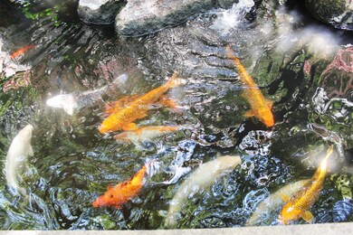 Koi Pond
