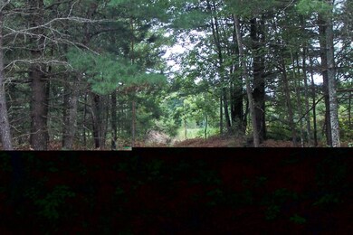 Mature Pines