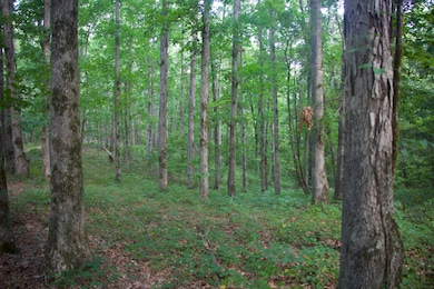 View of wooded area